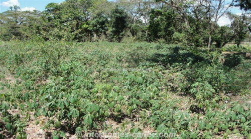 photos for LA VEGA: PRODUCING RICE FARM